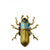 Animal Brooch Beetle Brooch - Zinc The Sexy Scientist