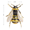 Animal Brooch Worker Bee Brooch - Zinc & Enamel The Sexy Scientist
